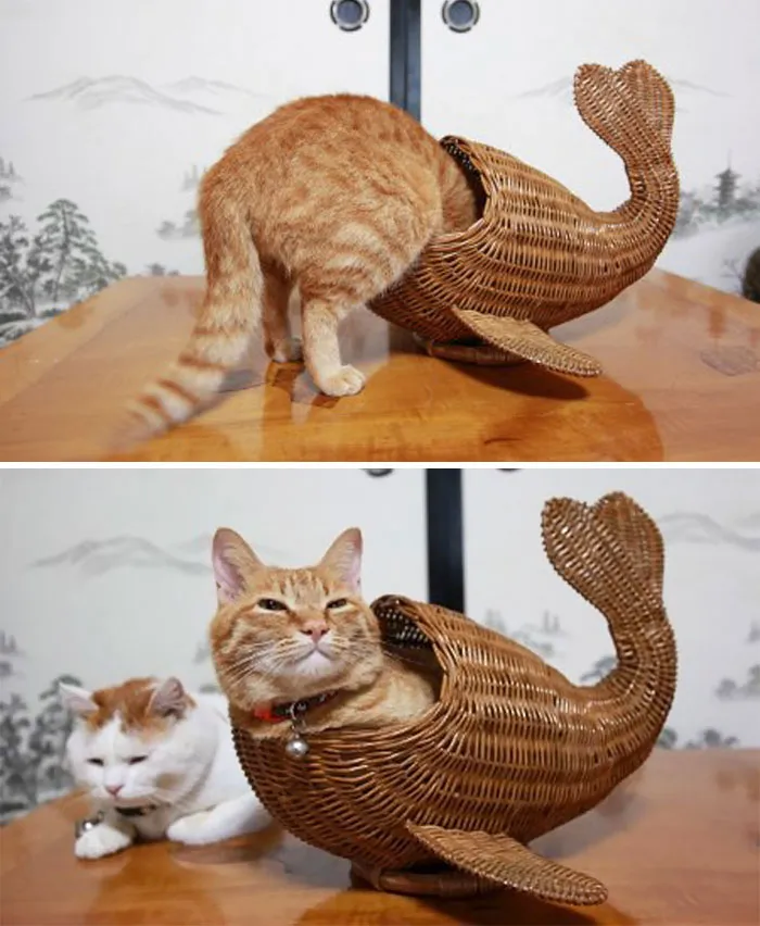 Gato ballena