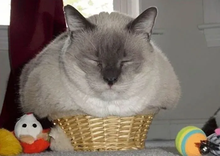 That's A Muffin-Top