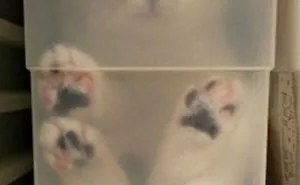 50 Times Cats Said If It Fits