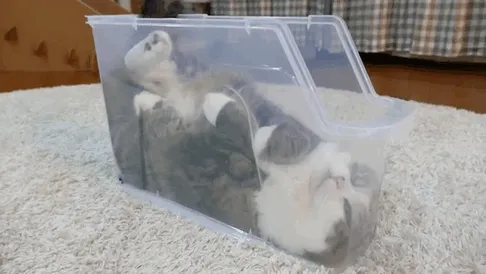 "Welp, Guess I'll Just Die Here"