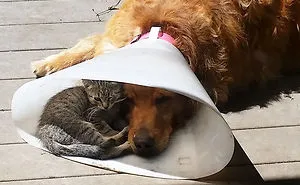 50 Times Cats Said If It Fits