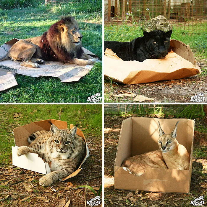 A los grandes felinos también les gustan las cajas