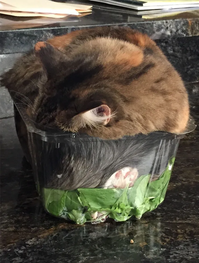 El gato se ha dormido en mi ensalada