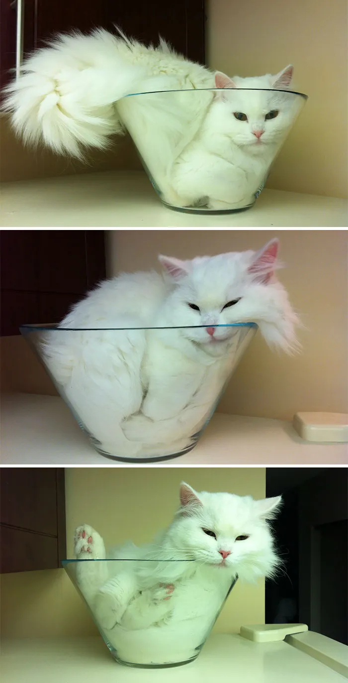 Bol Cat