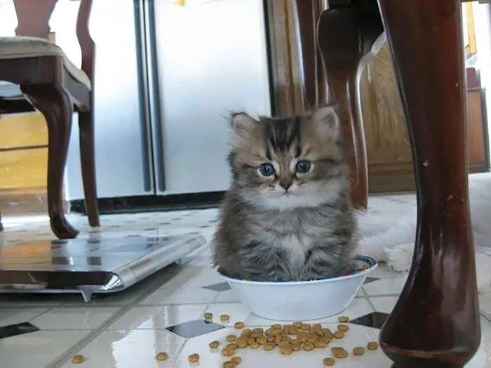 Kitty! That's Not What That's For...
