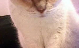 50 Times Cats Said If It Fits