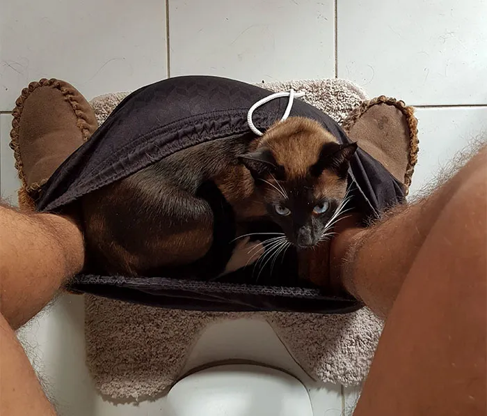 If He Fits He Sits While I Shits