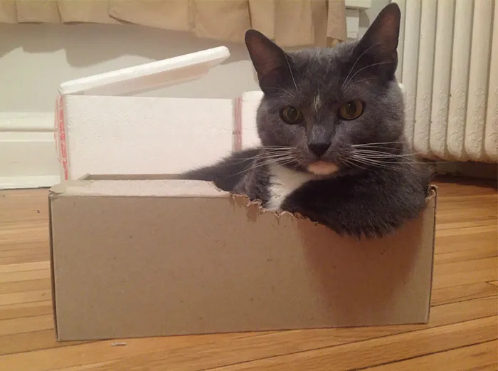 Se metió en la caja y se hizo un espacio para acomodar la pata