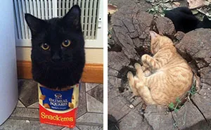 10+ Gatos que dijeron "si quepo, me siento" y demostraron tener razón