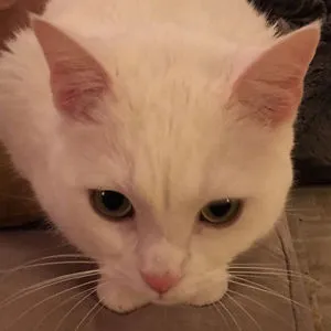Ironcat_xox