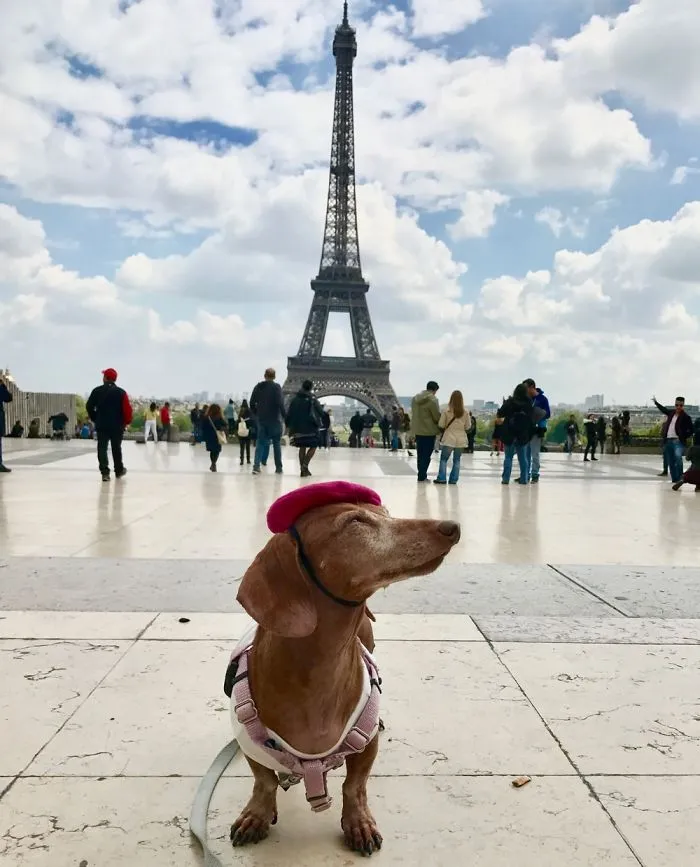 Wiener In France