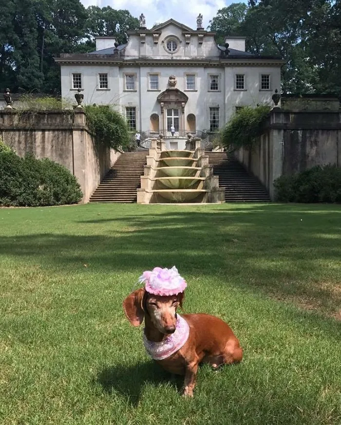 Southern Belle