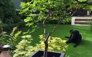 I Grew An Oak Tree From An Acorn