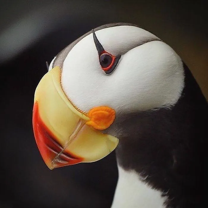 Beautiful Horned Puffin
