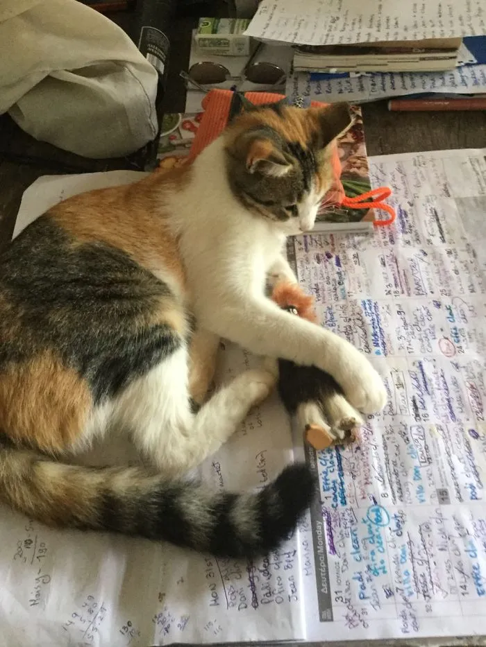 The 5 Cats Of Thapsana