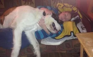 Post Pictures Of LARGE Dogs That Still Think They're Lap Dogs