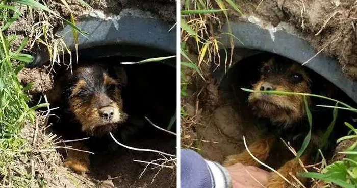 Couple Spots Someone Peaking Their Head Out From Ditch, Finds Dog With Broken Legs Inside