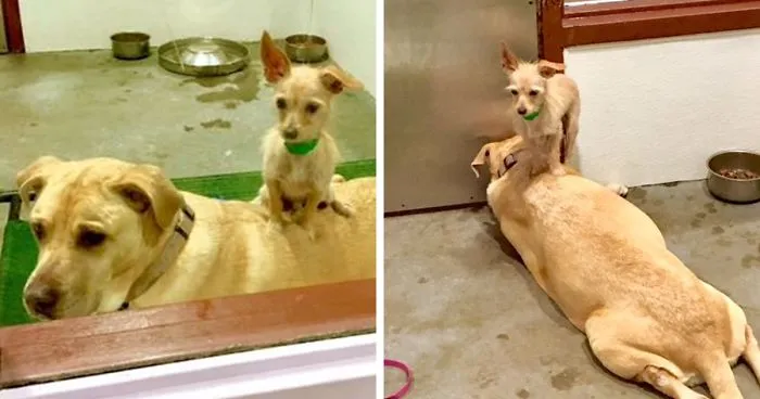 Shelter Dog Stays Glued To His Bigger Doggo Friend To Make Sure Someone Adopts Them Together