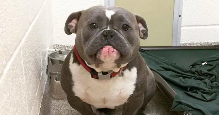 Internet Just Found Home For This Sad Shelter Dog, And His Before & After Pics Will Make Your Day