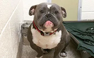 Gracias a internet, este perro triste encontró un hogar, y las fotos de antes y después te alegrarán el día