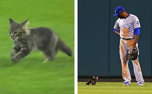 This Kitten Interrupted A Baseball Match In The Cutest Way, And Then Disappeared As Mysteriously As It Appeared
