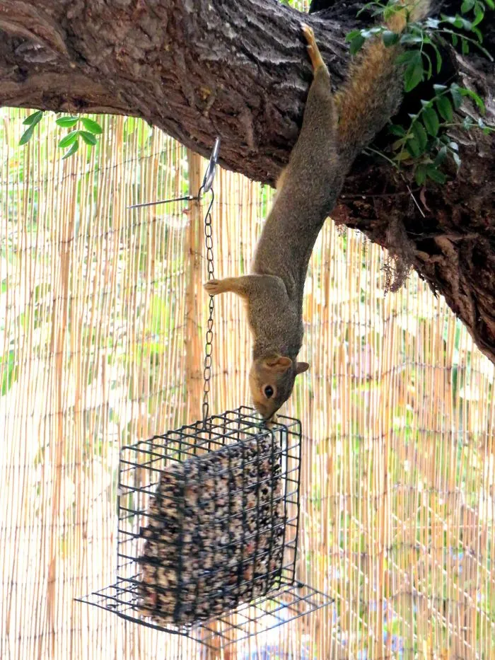 My Backyard Wildlife Is So Ordinary... Yet So Extraordinary!