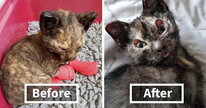 Neighbors Extinguishing Backyard Fire Suddenly Hear Cries For Help, And Here's What They Find (Graphic Content)