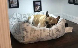 Man Builds Entire Bedroom Under Stairs For His Dog