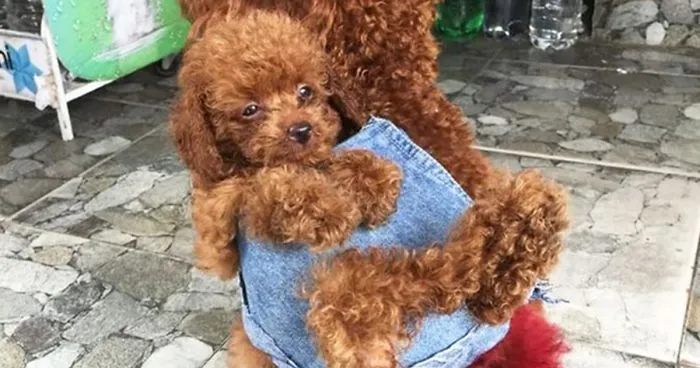This Human Made His Dogs A Tiny Backpack So They Could Carry Their Recently Born Puppies Around