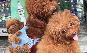 This Human Made His Dogs A Tiny Backpack So They Could Carry Their Recently Born Puppies Around