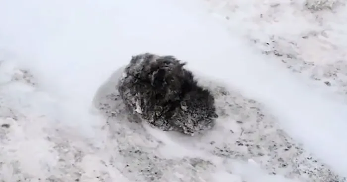 Man Stops His Car To Save Frozen Kitten Covered In Snow, And It Makes A Stunning Recovery