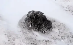 Man Stops His Car To Save Frozen Kitten Covered In Snow, And It Makes A Stunning Recovery