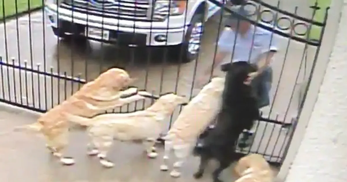 Esta cámara de vigilancia captó lo que hace el nuevo cartero con los perros de esta familia cuando está ausente