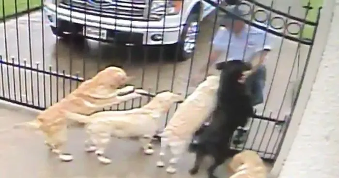 Secret Camera Captures What The New Mailman Does With Family's Dogs When They're Gone