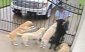 Esta cámara de vigilancia captó lo que hace el nuevo cartero con los perros de esta familia cuando está ausente
