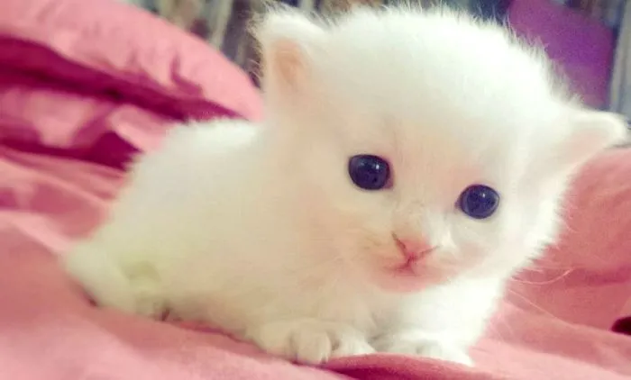 Pictures Of Cute Animals Can Be Miraculous