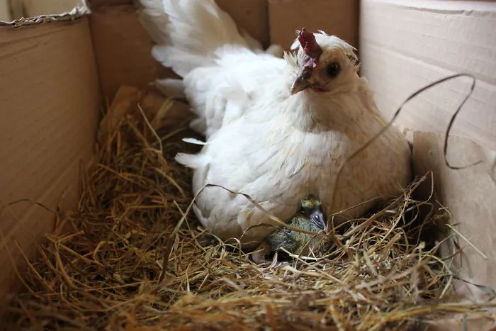 Gallina cuidando de pollos de paloma cola de abanico