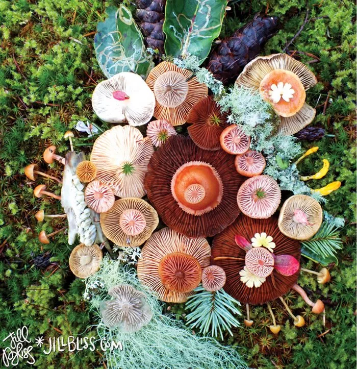 La belleza mágica de las setas captada en 10+ coloridas fotos por Jill Bliss