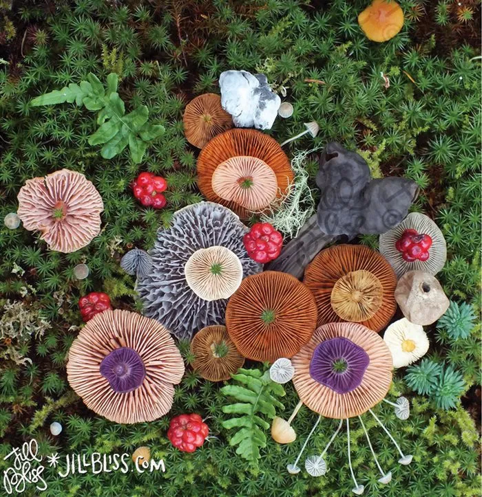 La belleza mágica de las setas captada en 10+ coloridas fotos por Jill Bliss