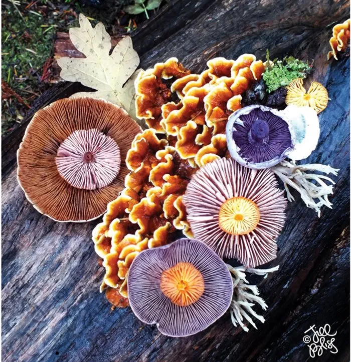 The Magical Beauty Of Mushrooms Captured By Jill Bliss In 42 Colorful Photos