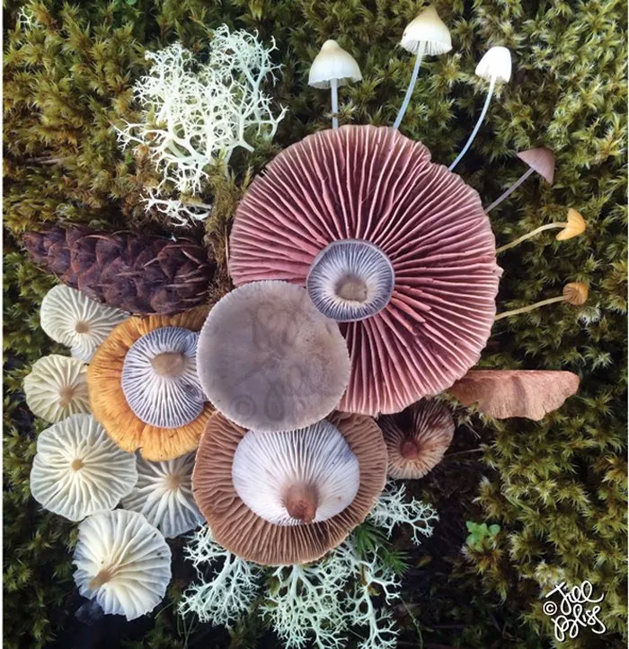 La belleza mágica de las setas captada en 10+ coloridas fotos por Jill Bliss