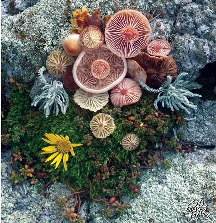 La belleza mágica de las setas captada en 10+ coloridas fotos por Jill Bliss