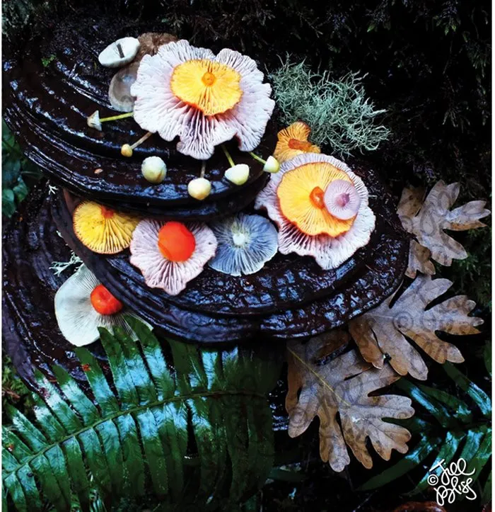 La belleza mágica de las setas captada en 10+ coloridas fotos por Jill Bliss