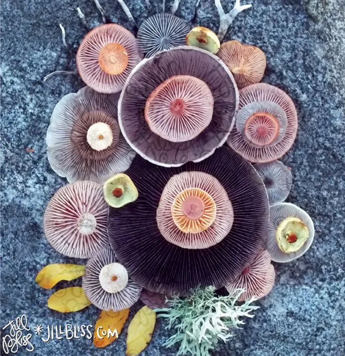 La belleza mágica de las setas captada en 10+ coloridas fotos por Jill Bliss
