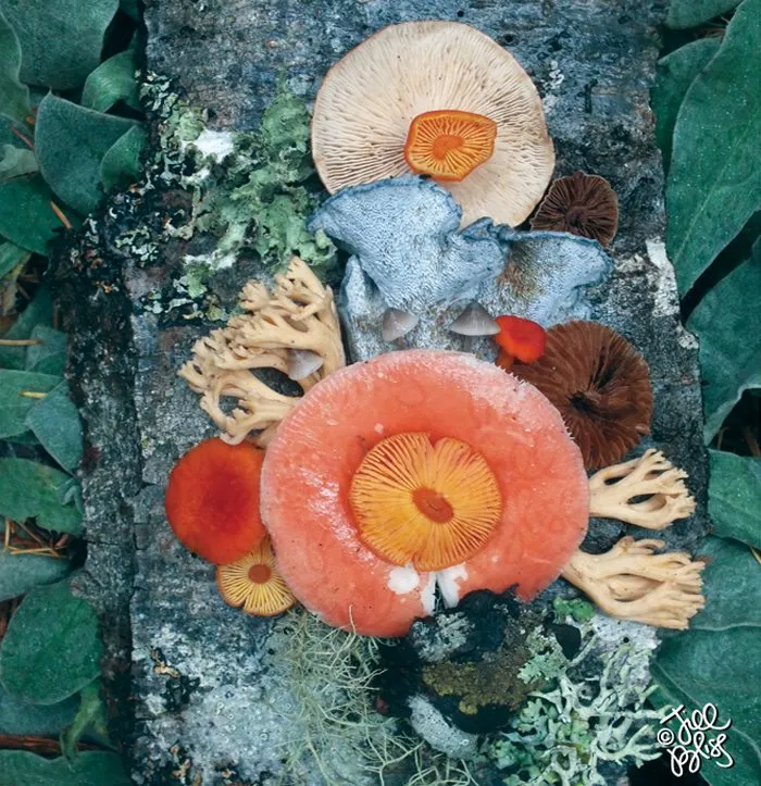 La belleza mágica de las setas captada en 10+ coloridas fotos por Jill Bliss