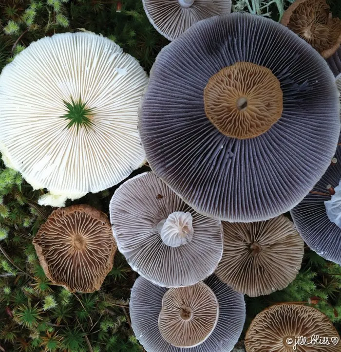 La belleza mágica de las setas captada en 10+ coloridas fotos por Jill Bliss