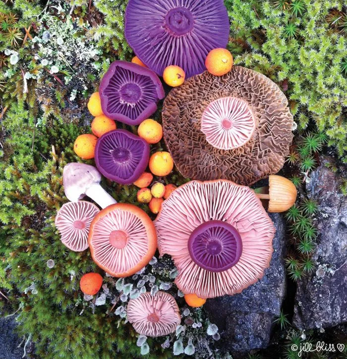 La belleza mágica de las setas captada en 10+ coloridas fotos por Jill Bliss