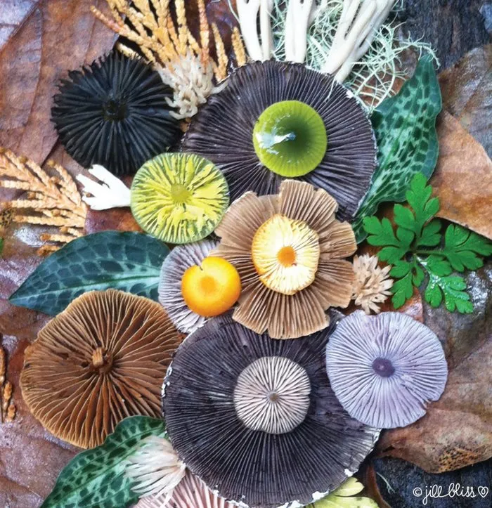 La belleza mágica de las setas captada en 10+ coloridas fotos por Jill Bliss