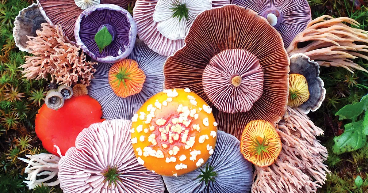 La belleza mágica de las setas captada en 10+ coloridas fotos por Jill Bliss