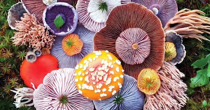 The Magical Beauty Of Mushrooms Captured By Jill Bliss In 42 Colorful Photos
